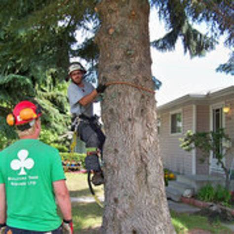 tree service sullivan county ny